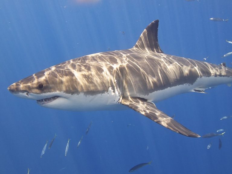 Sharks In Brazil Are Testing Positive For This Illegal Substance